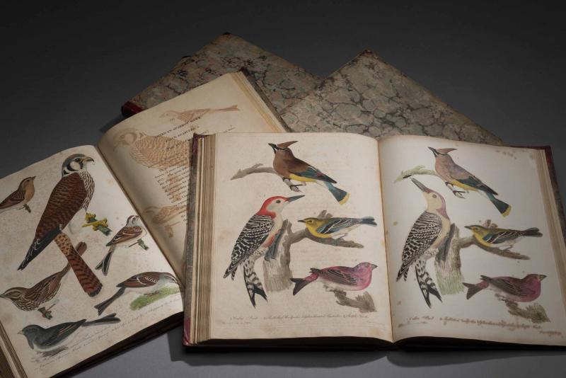 A history of North American birds [microform] : land birds. Birds -- North  America; Ornithology -- North America; Oiseaux -- AmÃ©rique du Nord;  Ornithologie -- AmÃ©rique du Nord. 42G N'oirrn amkkican