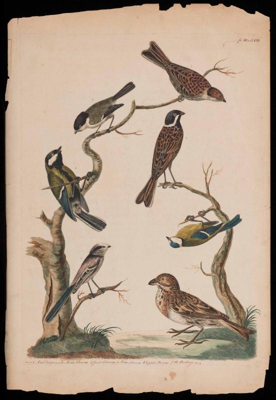 Reedsparrow, Marsh Titmouse, Great Titmouse, Longtail Titmouse, and the ...