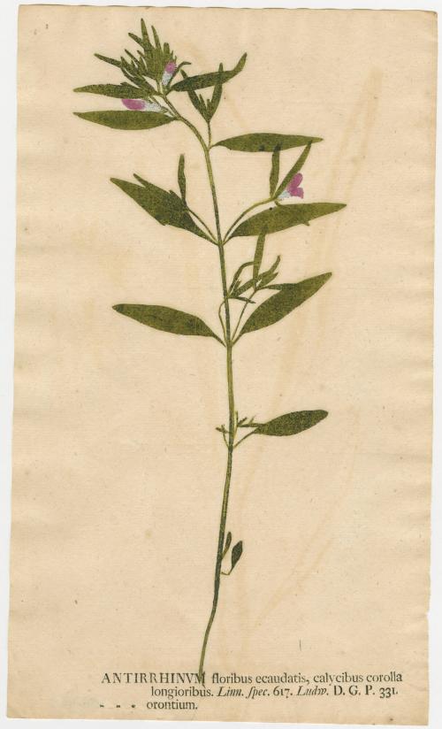 2008-44,2, Print (Antirrhinvm/Snapdragons)