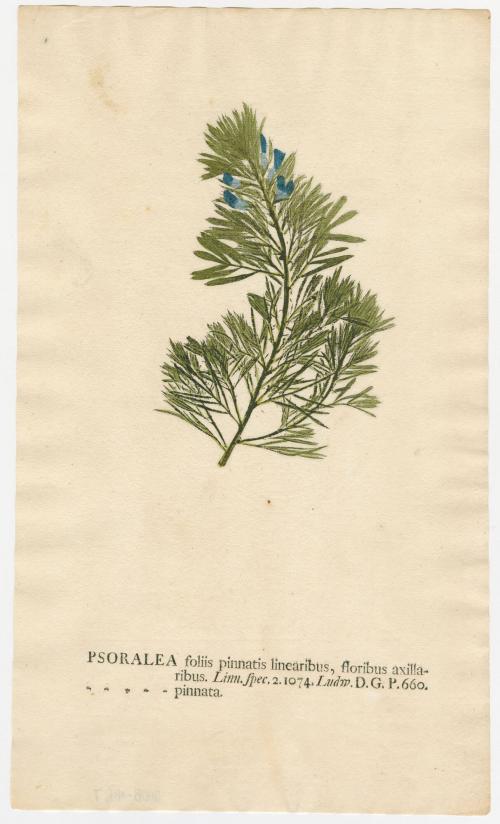 2008-44,7, Print (Psoralea)