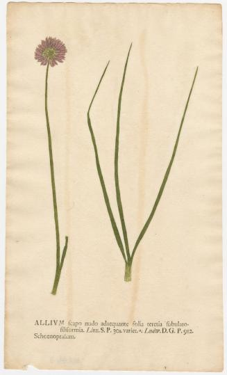 2008-44,13, Print (Allium)