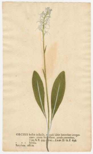 2008-44,14, Print (Orchis)