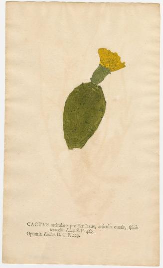 2008-44,15, Print (Cactus)