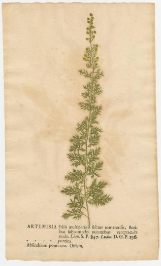 2008-44,23, Print (Artemisia/Mugworts)