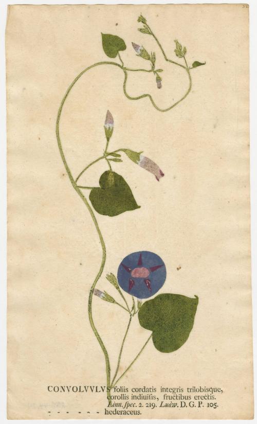 2008-44,24, Print (Convolvulus/Bindweeds)