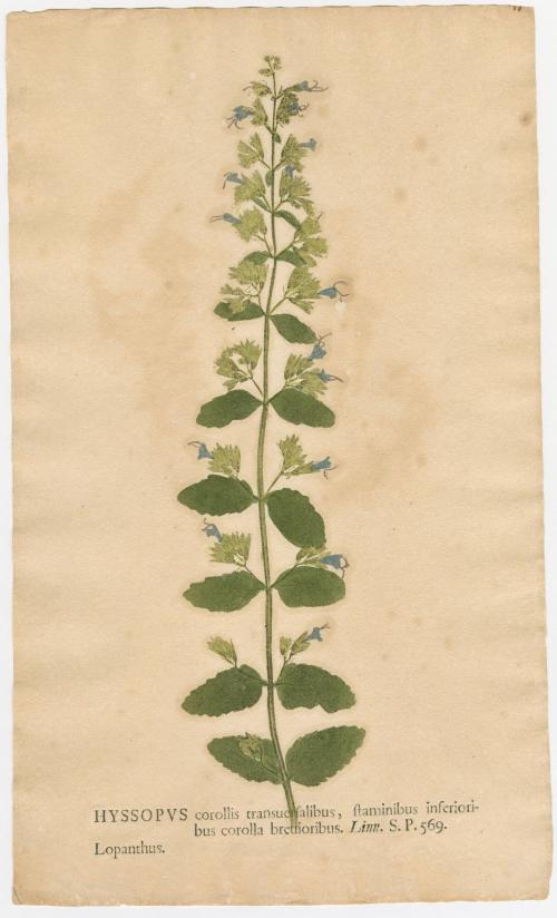 2008-44,25, Print (Hyssop)